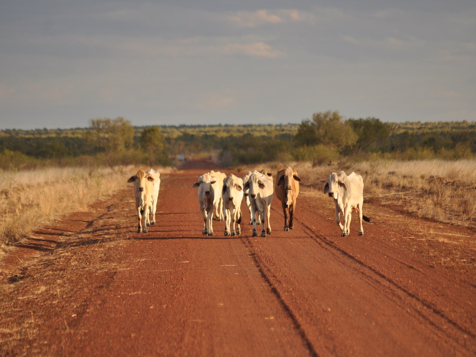 Image of Cattle walking the Tanami Road.